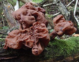 Gyromitra infula