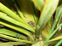 Hadramphus tuberculatus on Aciphylla aurea plant.jpg