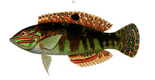 <i>Halichoeres timorensis</i> Species of fish