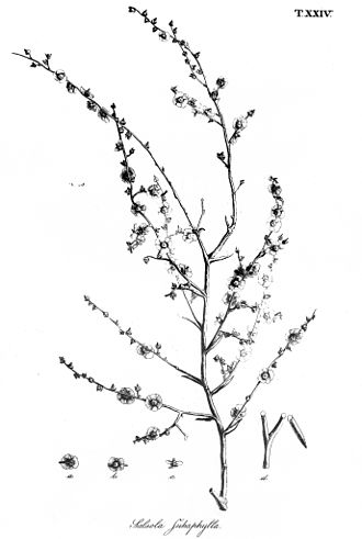 Illustration of Halothamnus subaphyllus from the species description by Carl Anton von Meyer, 1833 Halothamnus subaphyllus as Salsola subaphylla in Eichwald.jpg