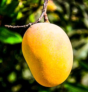 <span class="mw-page-title-main">Mango</span> Species of fruit
