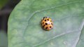 File:Harlequin ladybird (Harmonia axyridis).webm