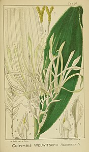 Harry Bolus - Orchidées d'Afrique du Sud - volume II plaque 098 (1911) .jpg