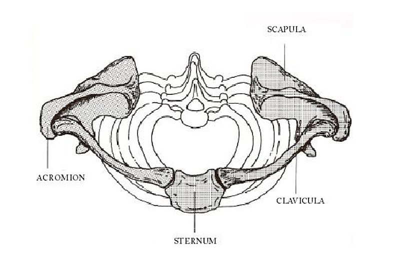 File:Hartiarengas.jpg