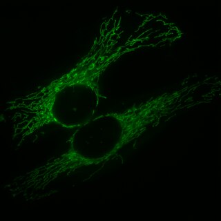 <span class="mw-page-title-main">Mitochondrial fusion</span> Merging of two or more mitochondria within a cell to form a single compartment