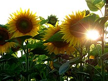 Sunflowers with the Sun clearly visible behind them Helianthus annuus sunflower.jpg