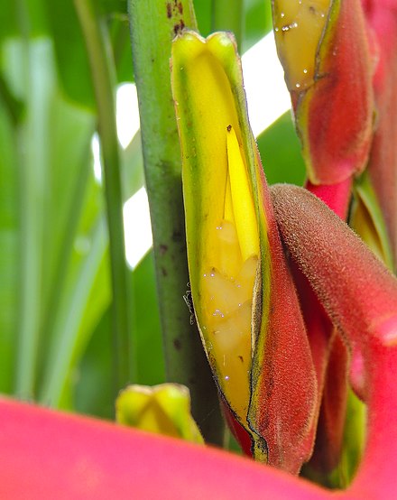 Heliconia Wikiwand