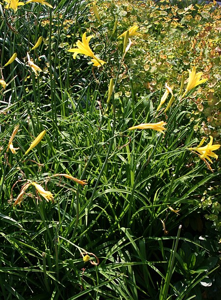 Hemerocallis lilioasphodelus 05.jpg