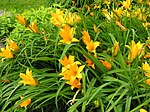 Vignette pour Hemerocallis middendorffii