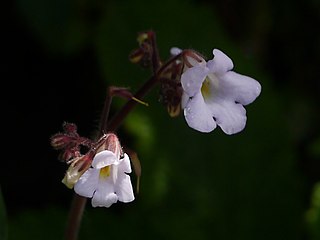 <i>Henckelia</i> Genus of flowering plants in the saintpaulia family Gesneriaceae