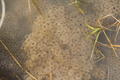 English: Frog Spawn in Tributary Arm Schalksbach Stream in Nature Reserve Schalksbachteich near Herbstein, Hesse, Germany This is a picture of the protected area listed at WDPA under the ID 165358