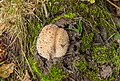 Herfstig biotoop met paddestoelen.