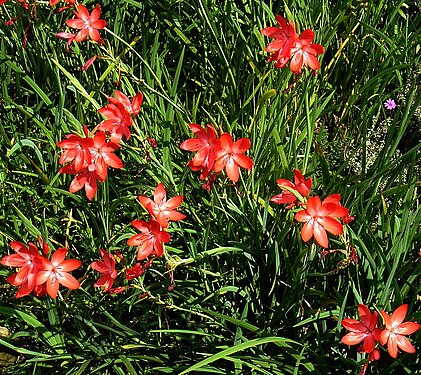 Hesperantha coccinea Major3037191847.jpg