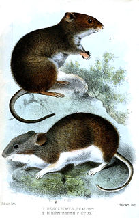 <i>Chelemys</i> Genus of rodents