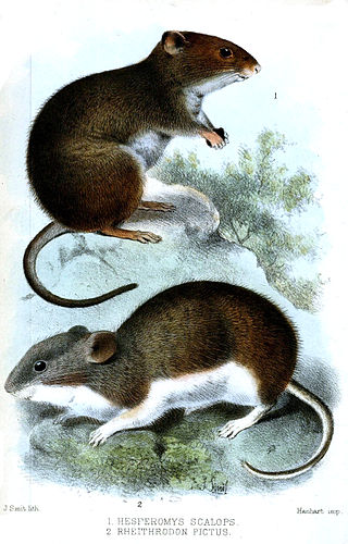 <i>Auliscomys</i> Genus of rodents