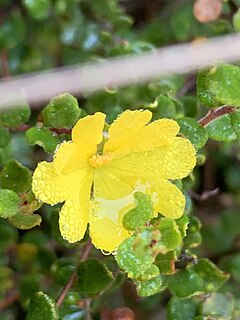 <i>Hibbertia decumbens</i> Species of flowering plant