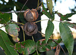 Hickory nuts 6060.JPG