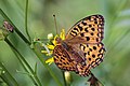 * Nomination High brown fritillary (Argynnis adippe) --Charlesjsharp 13:24, 16 September 2019 (UTC) * Promotion  Support Good quality. --Steindy 13:53, 16 September 2019 (UTC)