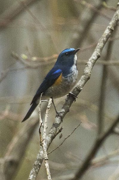 File:Himalayan Bluetail - Sela Pass - Arunachal Pradesh - India FJ0A8253 (34145290892).jpg