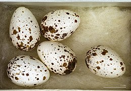 Hirundo rustica ( Barn Swallow), eggs