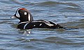 Harlequin duck