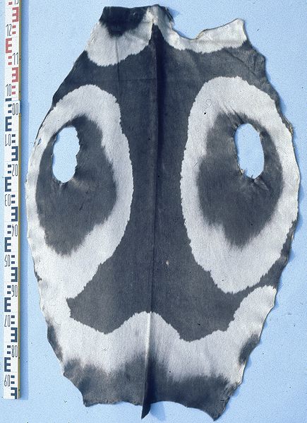 File:Histriophoca fasciata (Ribbon seal) fur skin.jpg