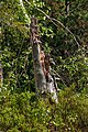* Nomination Dead tree, Hohlohmiss, Kaltenbronn, Northern Black Forest --Llez 05:37, 9 July 2020 (UTC) * Promotion  Support Good quality. --Ermell 06:35, 9 July 2020 (UTC)