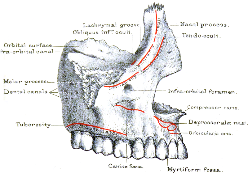 File:Holden's human osteology (1899) - Plt12 Fig01.png