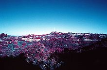 View of the Hollywood Hills. Kodak Infrared color slide film, 35mm manual focus Nikkon lens no filter used and developed with E-6 process. Hollywood Hills California.jpg