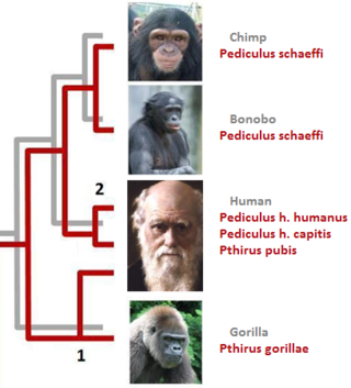 <span class="mw-page-title-main">Host switch</span> Evolutionary change of the host specificity of a parasite or pathogen