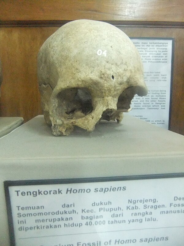 Homo sapiens Ngrejeng (40 kya)