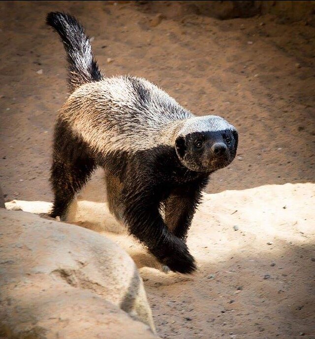 Photo 1. A Honey Badger (Mellivora capensis) eating a Hairyfooted