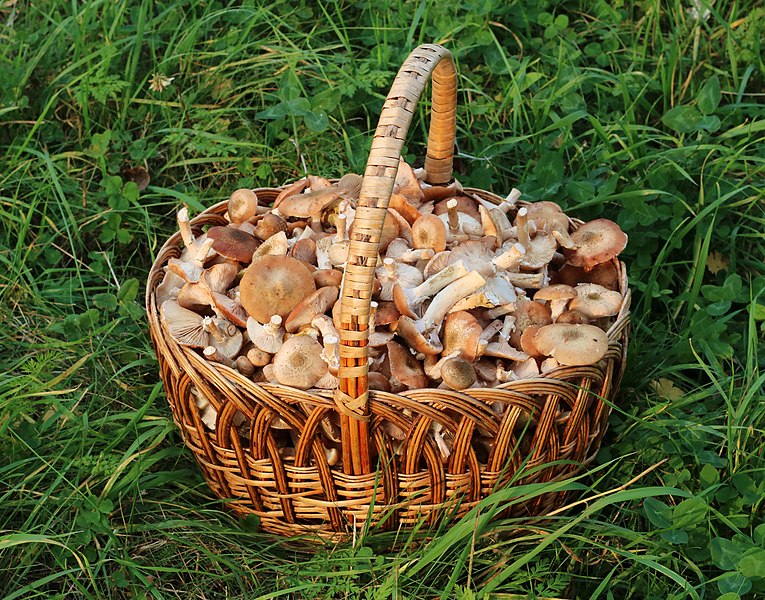 File:Honey fungus in basket 2018 G1.jpg