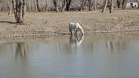 Hest som drikker ud af Irtysj-floden nær Beitun.