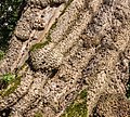 Stam van de trompetboom (Catalpa bignonioides) (detail)