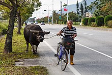 A farmer in Taiwan Hualien Taiwan Farmer-with-his-water-buffalo-01.jpg