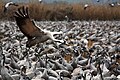 עברית: עגורים אפורים באגמון החולה English: Common Cranes in Agamon HaHula