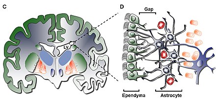 Moving away from the ependymal layer of the SVZ the neural cells become more and more differentiated