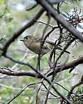 Thumbnail for File:Hutton's Vireo (14124477283).jpg