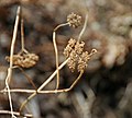 Hydrangea arborescens (wild hydrangea) (near Middle Run, Fayette County, Pennsylvania, USA) 4 (48344314796).jpg