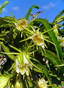 Hylocereus undatus Flowers