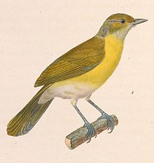 Hylophilus thoracicus 1838.jpg