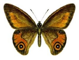 Hypocysta irius