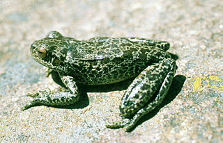 <i>Boana cordobae</i> Species of frog