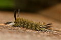 Banded tussock moth, Halysidota tessellaris