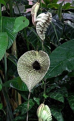 Jättipiippuköynnös (Aristolochia grandiflora)