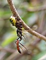 Ichneumon novemalbatus caught by Synema globosum