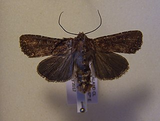 <i>Ichneutica mustulenta</i> Species of moth