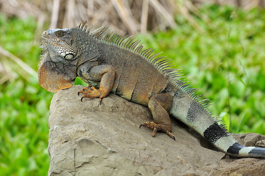 File:Iguana iguana Portoviejo 05.jpg