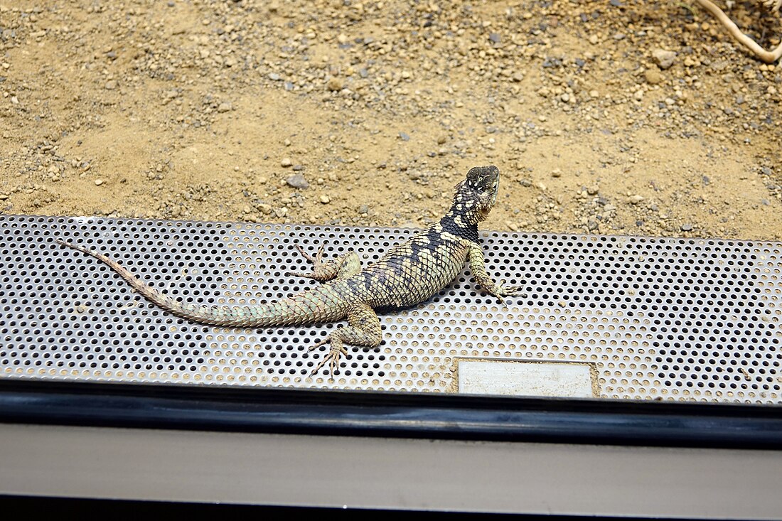 Sceloporus cyanogenys